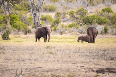 Çürümüş Onbir der Afrikanischen Savanne. Landschaftsaufnahme einer Safari im Tsavo Nationalpark, Kenya