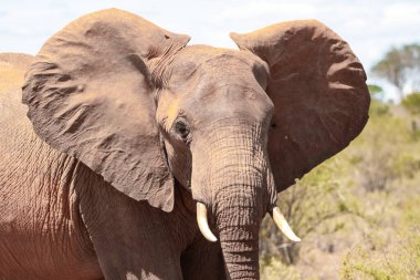 Çürümüş Onbir der Afrikanischen Savanne. Landschaftsaufnahme einer Safari im Tsavo Nationalpark, Kenya