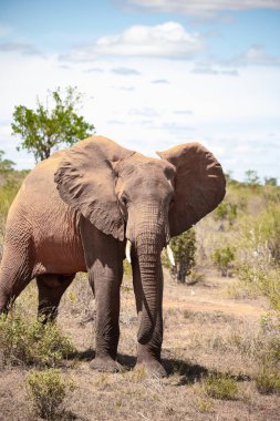 Çürümüş Onbir der Afrikanischen Savanne. Landschaftsaufnahme einer Safari im Tsavo Nationalpark, Kenya