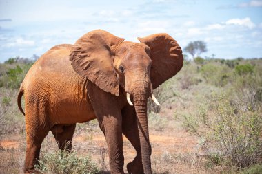 Çürümüş Onbir der Afrikanischen Savanne. Landschaftsaufnahme einer Safari im Tsavo Nationalpark, Kenya