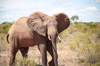 Çürümüş Onbir der Afrikanischen Savanne. Landschaftsaufnahme einer Safari im Tsavo Nationalpark, Kenya