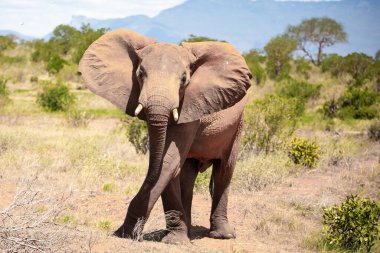 Einer Elefantenherde im Fokus 'taki Ein Elefant. Öl Savanne Afrikas. Portrt eines Elefanten in einer Landschaftsaufnahme 'de. Safari im Tsavo-Nationalpark, Kenya