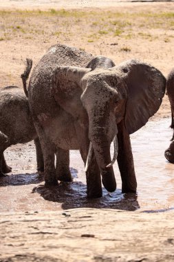 Ein Elefant im Fokus am Wasserloch in der Savanne von Afrika. Portrt eines Elefanten in einer Landschaftsaufnahme 'de. Safari im Tsavo-Nationalpark, Kenya