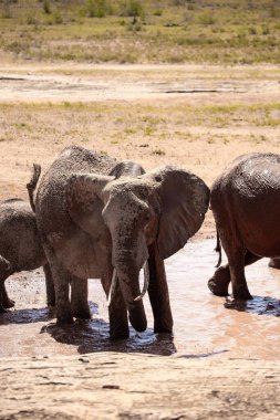 Einer Elefantenherde im Fokus 'taki Ein Elefant. Öl Savanne Afrikas. Portrt eines Elefanten in einer Landschaftsaufnahme 'de. Safari im Tsavo-Nationalpark, Kenya