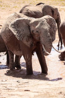 Einer Elefantenherde im Fokus 'taki Ein Elefant. Öl Savanne Afrikas. Portrt eines Elefanten in einer Landschaftsaufnahme 'de. Safari im Tsavo-Nationalpark, Kenya