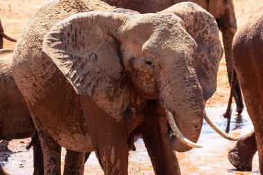 Ein Elefant im Fokus am Wasserloch in der Savanne von Afrika. Portrt eines Elefanten in einer Landschaftsaufnahme 'de. Safari im Tsavo-Nationalpark, Kenya