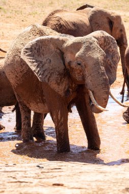 Einer Elefantenherde im Fokus 'taki Ein Elefant. Öl Savanne Afrikas. Portrt eines Elefanten in einer Landschaftsaufnahme 'de. Safari im Tsavo-Nationalpark, Kenya