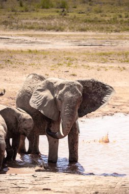 Einer Elefantenherde im Fokus 'taki Ein Elefant. Öl Savanne Afrikas. Portrt eines Elefanten in einer Landschaftsaufnahme 'de. Safari im Tsavo-Nationalpark, Kenya