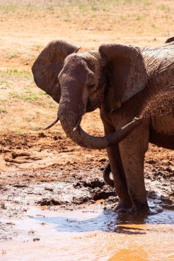 Ein Elefant im Fokus am Wasserloch in der Savanne von Afrika. Portrt eines Elefanten in einer Landschaftsaufnahme 'de. Safari im Tsavo-Nationalpark, Kenya