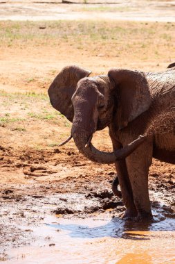Ein Elefant im Fokus am Wasserloch in der Savanne von Afrika. Portrt eines Elefanten in einer Landschaftsaufnahme 'de. Safari im Tsavo-Nationalpark, Kenya