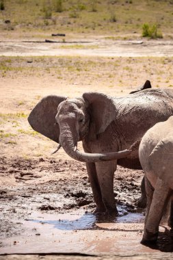 Ein Elefant im Fokus am Wasserloch in der Savanne von Afrika. Portrt eines Elefanten in einer Landschaftsaufnahme 'de. Safari im Tsavo-Nationalpark, Kenya