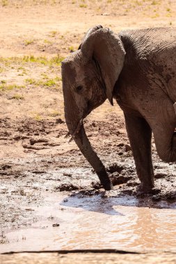 Ein Elefant im Fokus am Wasserloch in der Savanne von Afrika. Portrt eines Elefanten in einer Landschaftsaufnahme 'de. Safari im Tsavo-Nationalpark, Kenya