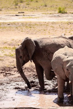 Ein Elefant im Fokus am Wasserloch in der Savanne von Afrika. Portrt eines Elefanten in einer Landschaftsaufnahme 'de. Safari im Tsavo-Nationalpark, Kenya