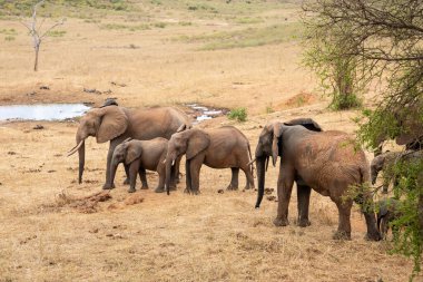 Eine Elefantenherde im Fokus in der Savanne Afrikas. Portrt einiger Elefanten in einer Landschaftsaufnahme. Safari im Tsavo-Nationalpark, Kenya