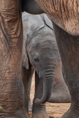 Eine Elefantenherde mit Klbern a einer Wasserstelle. Das Kalb sucht Schutz bei seiner Mutterkuh. Çürümüş Onbir der Afrikanischen Savanne. Landschaftsaufnahme einer Safari im Tsavo Nationalpark, Kenya