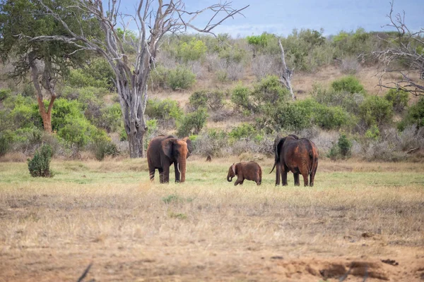 Die Roten Elefanten Der Afrikanischen Savanne Landschaftsaufnahme Einer Safari Tsavo — Φωτογραφία Αρχείου