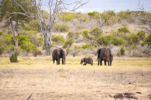 Die Roten Elefanten Der Afrikanischen Savanne Landschaftsaufnahme Einer Safari Tsavo — Φωτογραφία Αρχείου