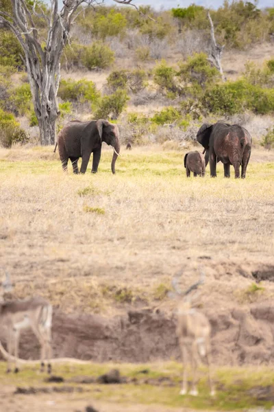 Die Roten Elefanten Der Afrikanischen Savanne Landschaftsaufnahme Einer Safari Tsavo — Stockfoto
