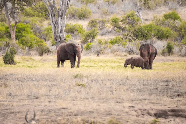 Çürümüş Onbir Der Afrikanischen Savanne Landschaftsaufnahme Einer Safari Tsavo Nationalpark — Stok fotoğraf