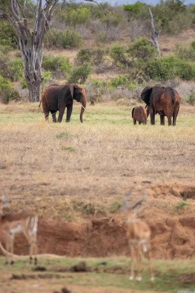 Die Roten Elefanten Der Afrikanischen Savanne Landschaftsaufnahme Einer Safari Tsavo — Stock Photo, Image