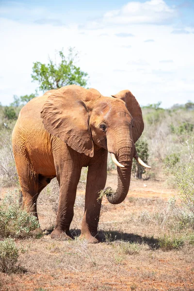 Çürümüş Onbir der Afrikanischen Savanne. Landschaftsaufnahme einer Safari im Tsavo Nationalpark, Kenya