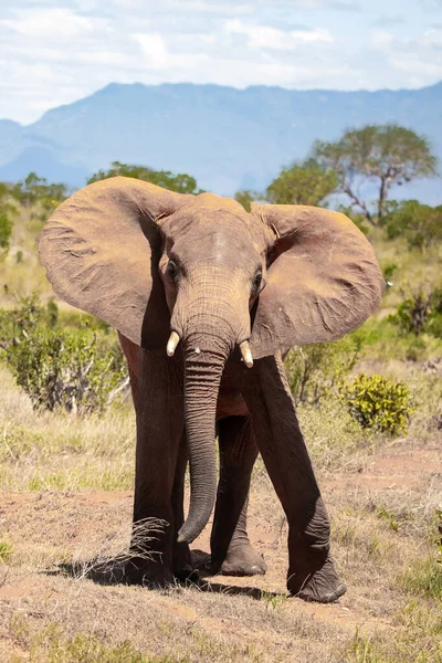 Ein Elefant Einer Elefantenherde Fokus Die Savanne Afrikas Portrait Eines — Stockfoto