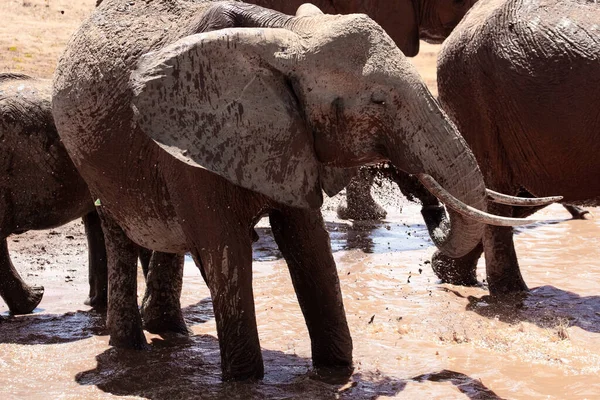 Ein Elefant Einer Elefantenherde Fokus Savanne Afrikas Portrt Eines Elefanten — Stockfoto