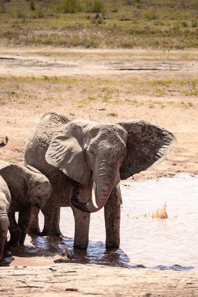 Ein Elefant Einer Elefantenherde Fokus Morre Savanne Afrikas Portrt Eines — Fotografia de Stock