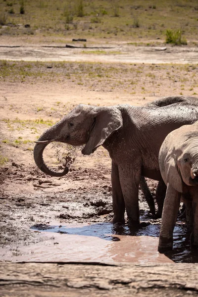Ein Elefant Einer Elefantenherde Fokus Die Savanne Afrikas Portrt Eines — Stock Photo, Image