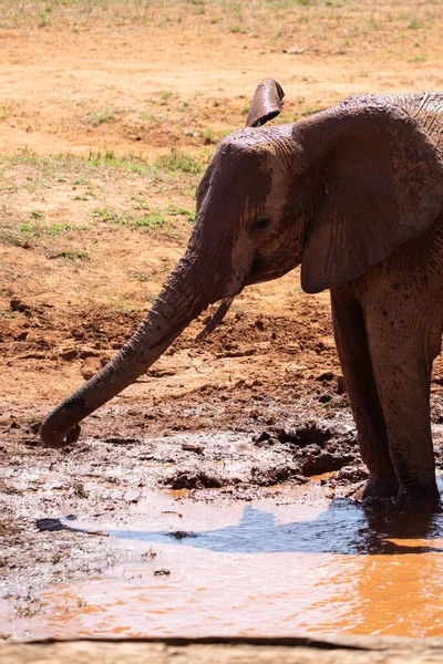 Ein Elefant Fokus Wasserloch Der Savanne Von Afrikában Portré Eines — Stock Fotó