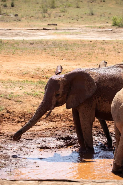 Ein Elefant Fokus Wasserloch Der Savanne Von Afrika Inglês Portrt — Fotografia de Stock