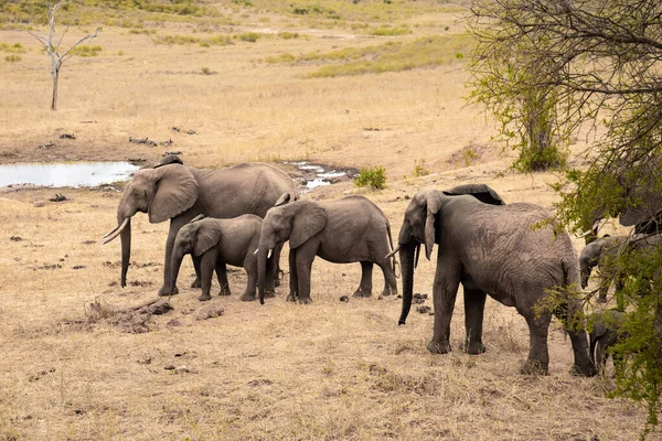 Eine Elefantenherde Fokus Der Savanne Afrikas Portrt Einiger Elefanten Einer — Fotografia de Stock