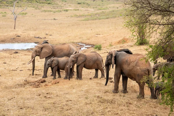 Eine Elefantenherde Fokus Der Savanne Afrikas Portrt Einiger Elefanten Einer — Fotografia de Stock