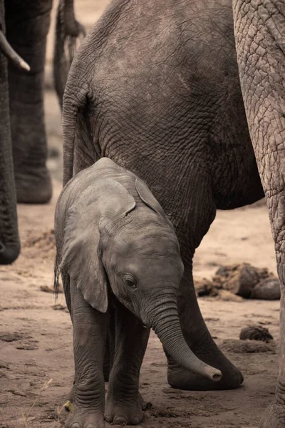 Eine Elefantenherde Mit Klbern Einer Wasserstelle Das Kalb Sucht Schutz — Photo
