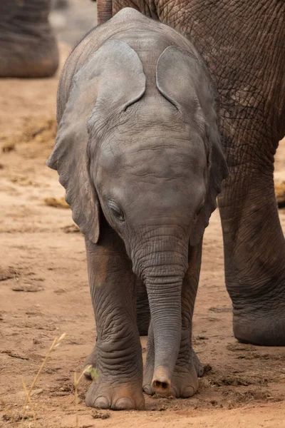 Eine Elefantenherde Mit Klbern Einer Wasserstelle Das Kalb Sucht Schutz — Stockfoto