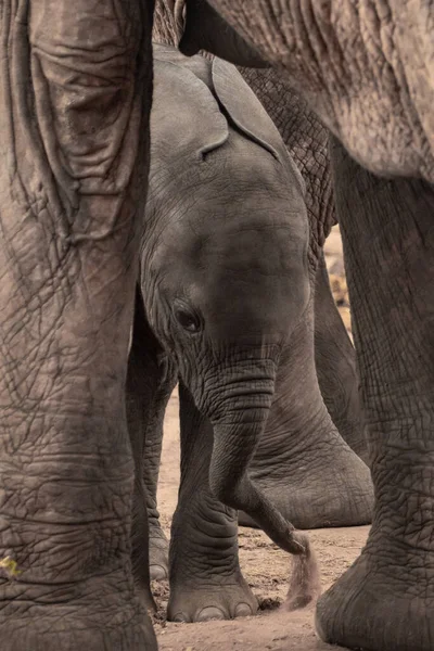 Eine Elefantenherde Mit Klbern Einer Wasserstelle Das Kalb Sucht Schutz — Foto de Stock