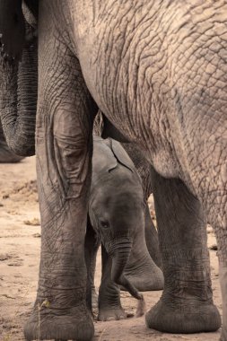 Eine Elefantenherde mit Klbern a einer Wasserstelle. Das Kalb sucht Schutz bei seiner Mutterkuh. Çürümüş Onbir der Afrikanischen Savanne. Landschaftsaufnahme einer Safari im Tsavo Nationalpark, Kenya