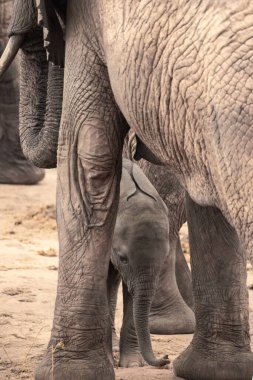 Eine Elefantenherde mit Klbern a einer Wasserstelle. Das Kalb sucht Schutz bei seiner Mutterkuh. Çürümüş Onbir der Afrikanischen Savanne. Landschaftsaufnahme einer Safari im Tsavo Nationalpark, Kenya
