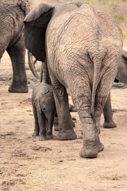 Eine Elefantenherde mit Klbern a einer Wasserstelle. Das Kalb sucht Schutz bei seiner Mutterkuh. Çürümüş Onbir der Afrikanischen Savanne. Landschaftsaufnahme einer Safari im Tsavo Nationalpark, Kenya