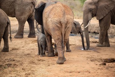 Eine Elefantenherde mit Klbern a einer Wasserstelle. Das Kalb sucht Schutz bei seiner Mutterkuh. Çürümüş Onbir der Afrikanischen Savanne. Landschaftsaufnahme einer Safari im Tsavo Nationalpark, Kenya