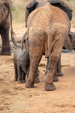Eine Elefantenherde mit Klbern a einer Wasserstelle. Das Kalb sucht Schutz bei seiner Mutterkuh. Çürümüş Onbir der Afrikanischen Savanne. Landschaftsaufnahme einer Safari im Tsavo Nationalpark, Kenya
