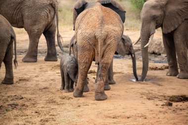 Eine Elefantenherde mit Klbern a einer Wasserstelle. Das Kalb sucht Schutz bei seiner Mutterkuh. Çürümüş Onbir der Afrikanischen Savanne. Landschaftsaufnahme einer Safari im Tsavo Nationalpark, Kenya