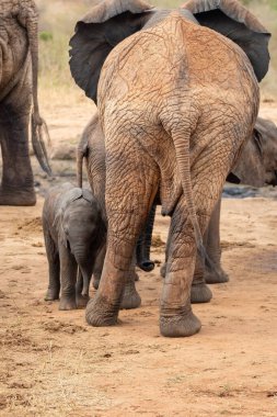 Eine Elefantenherde mit Klbern a einer Wasserstelle. Das Kalb sucht Schutz bei seiner Mutterkuh. Çürümüş Onbir der Afrikanischen Savanne. Landschaftsaufnahme einer Safari im Tsavo Nationalpark, Kenya