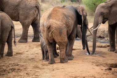 Eine Elefantenherde mit Klbern a einer Wasserstelle. Das Kalb sucht Schutz bei seiner Mutterkuh. Çürümüş Onbir der Afrikanischen Savanne. Landschaftsaufnahme einer Safari im Tsavo Nationalpark, Kenya