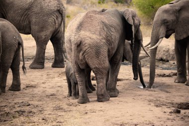 Eine Elefantenherde mit Klbern a einer Wasserstelle. Das Kalb sucht Schutz bei seiner Mutterkuh. Çürümüş Onbir der Afrikanischen Savanne. Landschaftsaufnahme einer Safari im Tsavo Nationalpark, Kenya