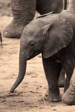 Eine Elefantenherde mit Klbern a einer Wasserstelle. Das Kalb sucht Schutz bei seiner Mutterkuh. Çürümüş Onbir der Afrikanischen Savanne. Landschaftsaufnahme einer Safari im Tsavo Nationalpark, Kenya