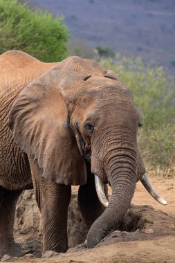 Ein Elefant im Fokus am Wasserloch in der Savanne von Afrika. Portrt eines Elefanten in einer Landschaftsaufnahme 'de. Safari im Tsavo-Nationalpark, Kenya