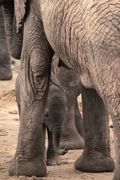 Eine Elefantenherde Mit Klbern Einer Wasserstelle Das Kalb Sucht Schutz — стокове фото