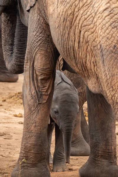 Eine Elefantenherde Mit Klbern Einer Wasserstelle Das Kalb Sucht Schutz — Foto de Stock