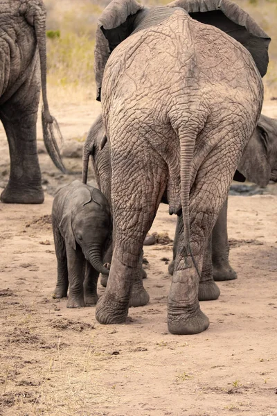 Eine Elefantenherde Mit Klbern Einer Wasserstelle Das Kalb Sucht Schutz — Stok fotoğraf